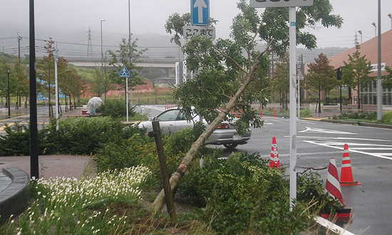 福岡市　13：00　強風で根元からなぎ倒された街路樹