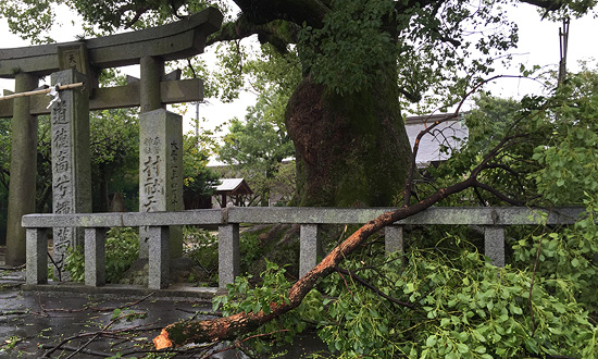 筑紫野市　9：00　強風で折れた神社の木