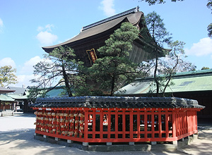 筥崎宮の御神木、筥松