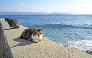 sea_cat-min