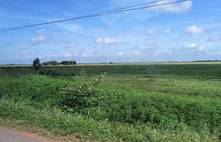 シェムリアップ中心部を離れれば、農業用地の緑が広がるこの光景が延々続く