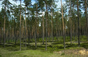 まっすぐに30mはあろうかというヨーロッパ赤松の人工林。成長にはさぞ長い年月がかかったことだろう