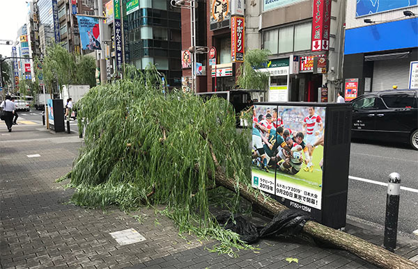台風でなぎ倒された街路樹/新橋駅付近(東京都港区)