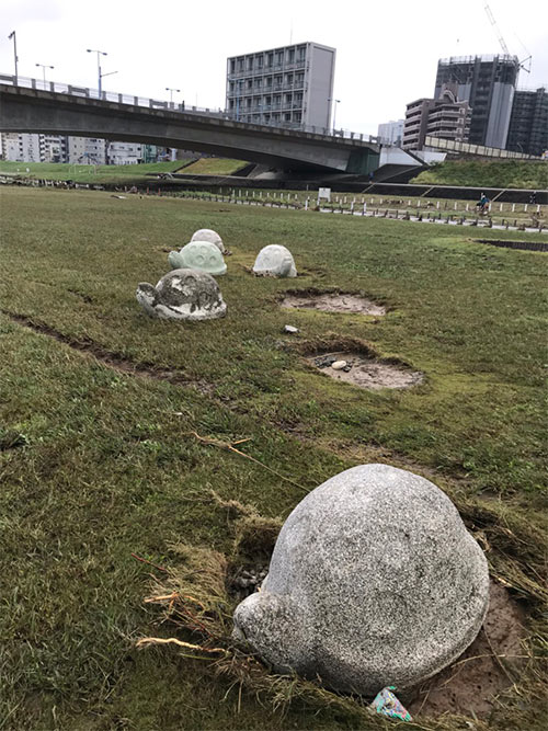 多摩川の亀たちがバラバラの場所に