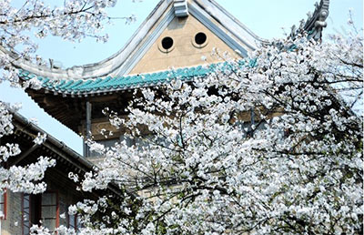 武漢大学の桜