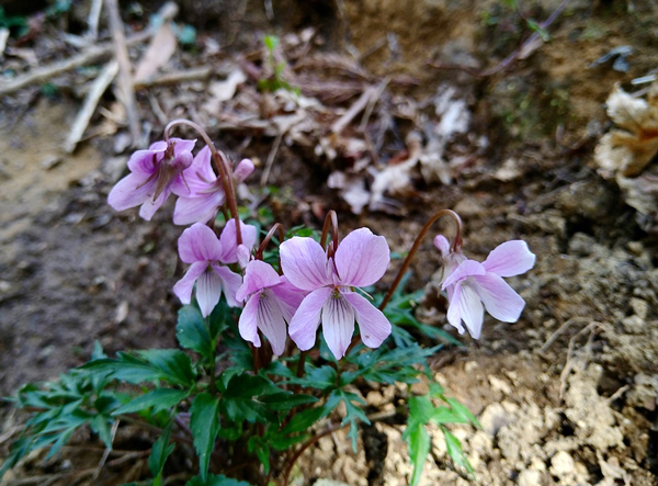 背振山系 蛤岳 エイザンスミレ (叡山菫)