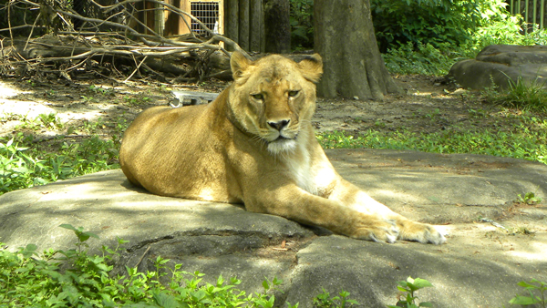 ライオンも動物園では人気者だ