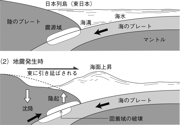 東日本大震災の巨大地震によって東へ引き伸ばされた日本列島。鎌田浩毅著『京大人気講義 生き抜くための地震学』（ちくま新書）による。