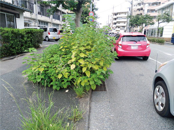 道路脇の植栽