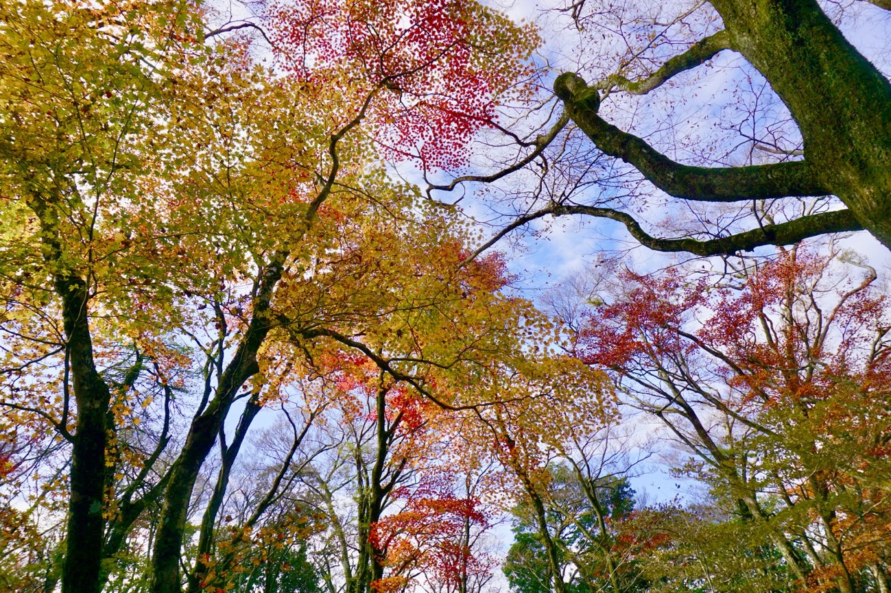 色彩豊かな脊振の紅葉　2022.11.11撮影