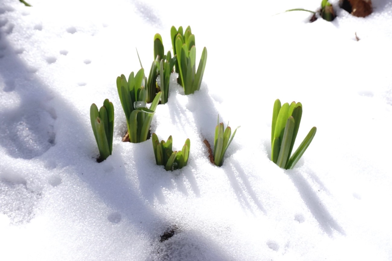 雪原に佇むオオキツネノカミソリ（八月のお盆ごろ一斉に花が咲く　ヒガンバナ科・球根）