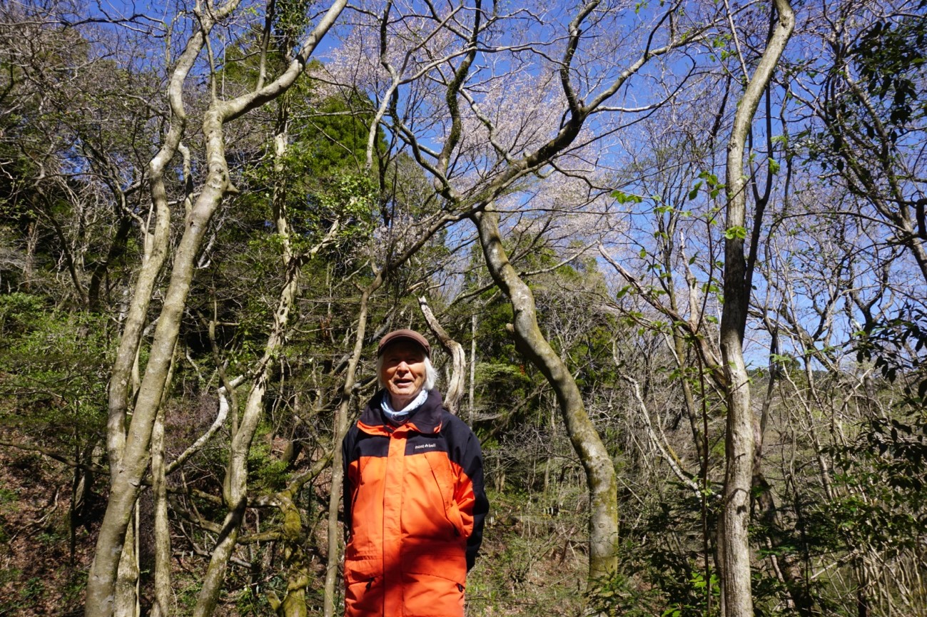 ヤマザクラをバックに（池田氏）