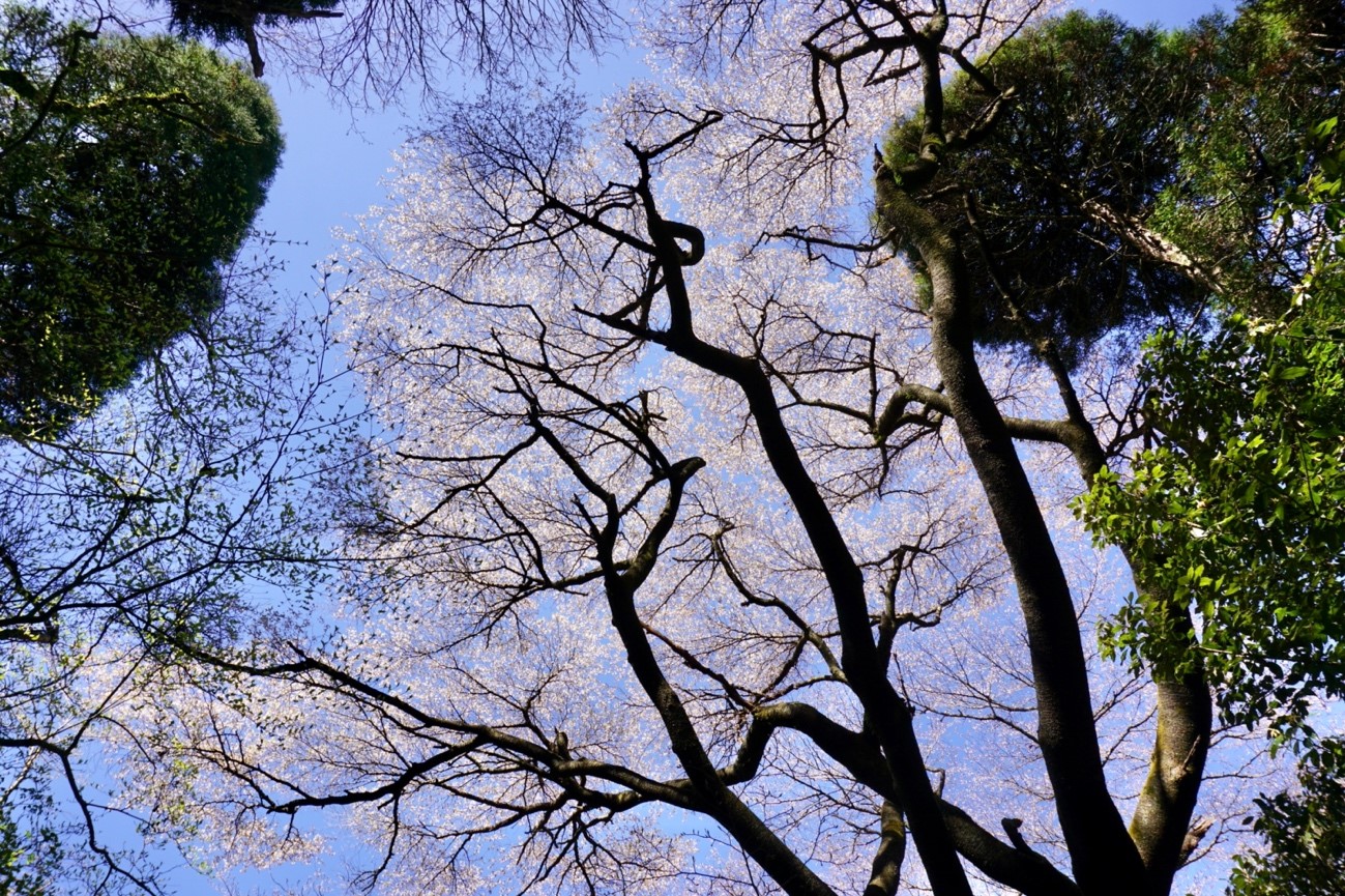 枝いっぱいに花を咲かせた巨木のヤマザクラ