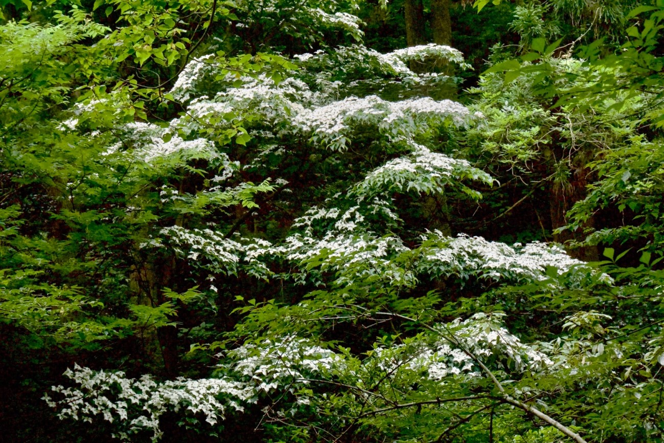 純白の花をたくさん付けたヤマボウシ、雪を被った様に見えた ​​​​​​​（写真では伝えきれない）（秋には赤い実をつける）