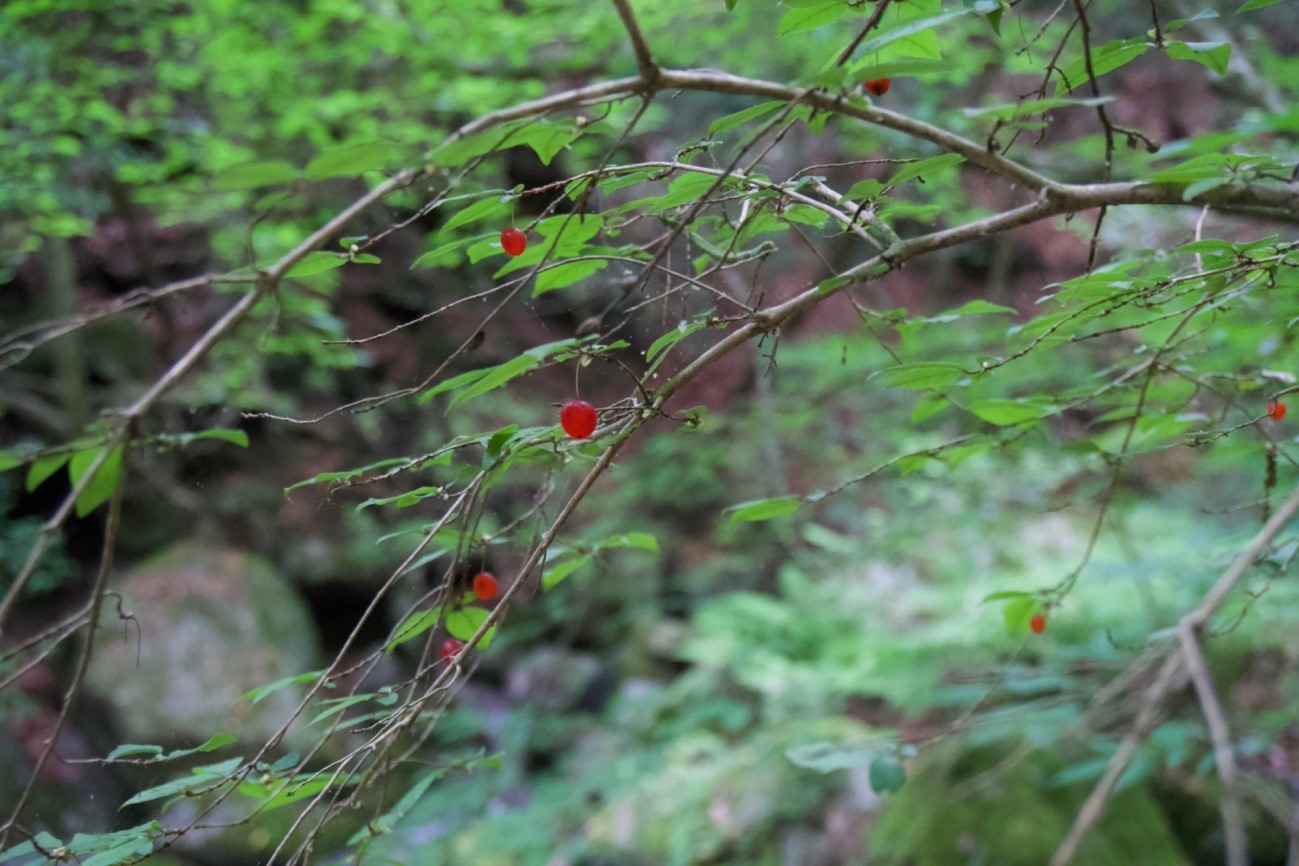 ウリノキの花　花弁が丸まる（葉がウリの葉に似ているところからこの名前が付いた）