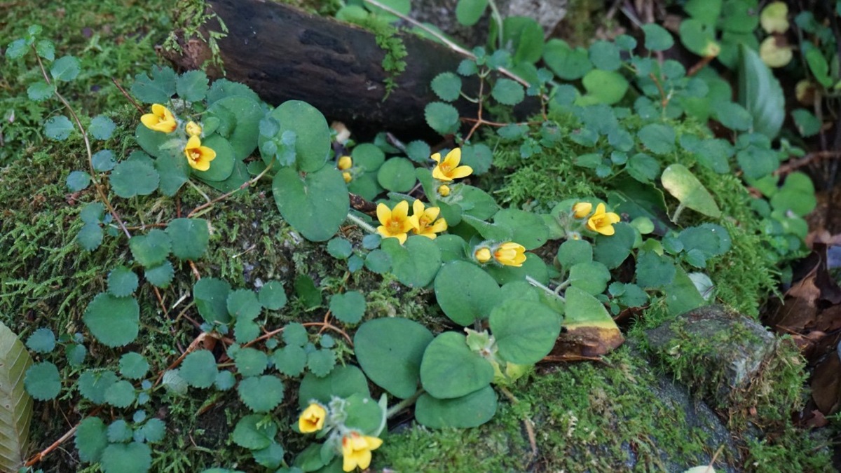 可憐に咲くオニコナスビ（鬼小茄子　サクラソウ科）希少植物