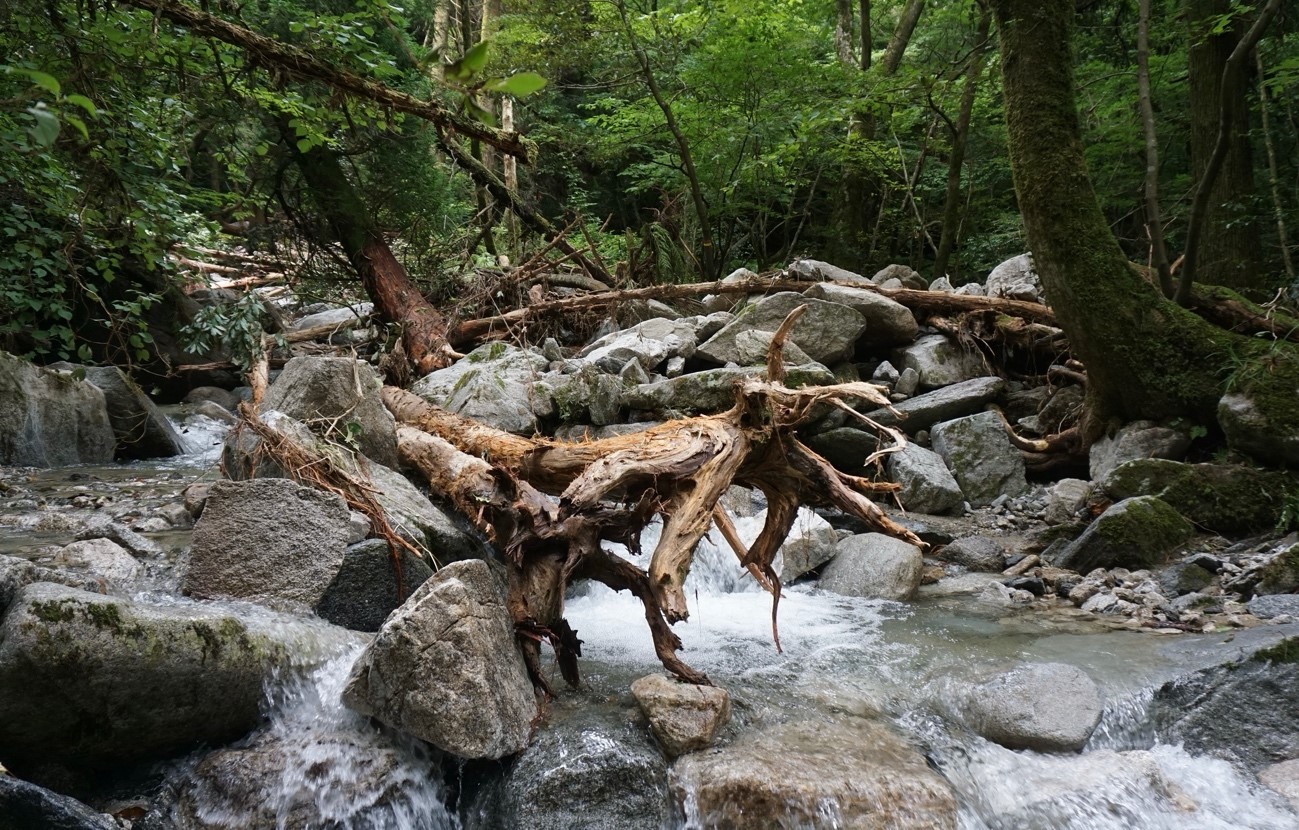 大きな流木が登山道を塞いでいた