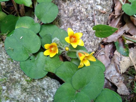 可憐に咲くオニコナスビ（鬼小茄子　サクラソウ科）希少植物