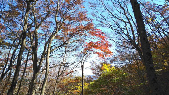 金山山頂近くの紅葉　（スマホにて撮影）