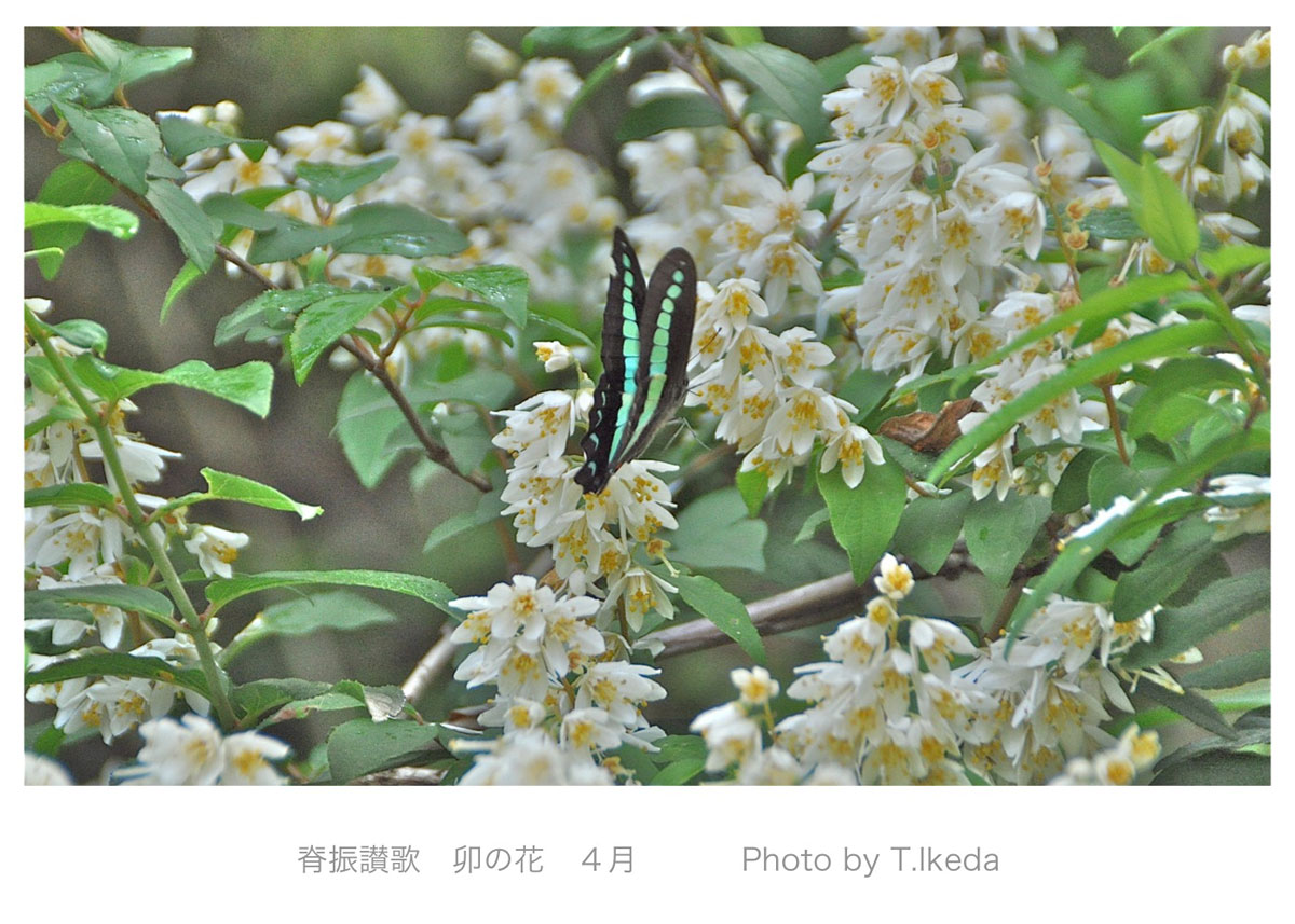 卯の花に泊まるアオスジアゲハ