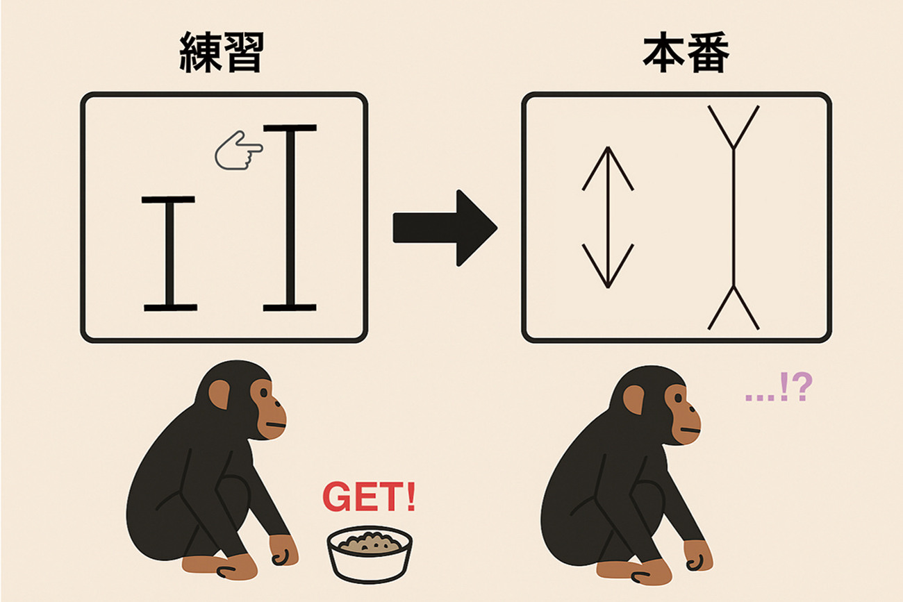 動物での錯視研究のイメージ図