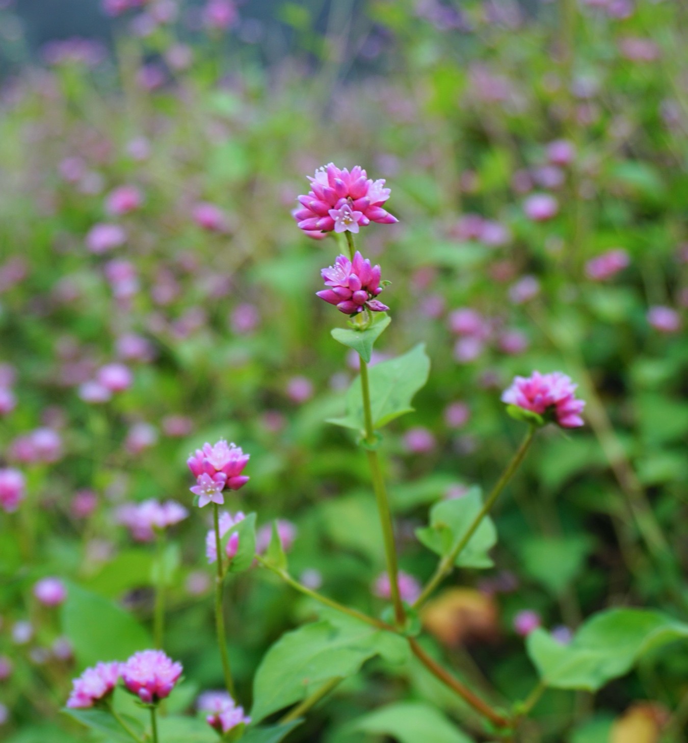 ミゾソバ(タデ科)の花が可愛い
