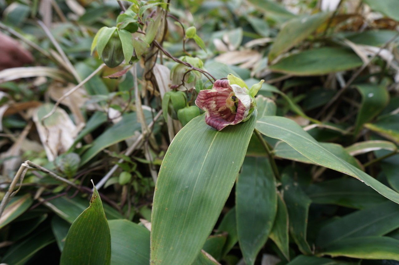 縦走路のミヤコザサのなかに咲いていたツルニンジン(蔓植物)