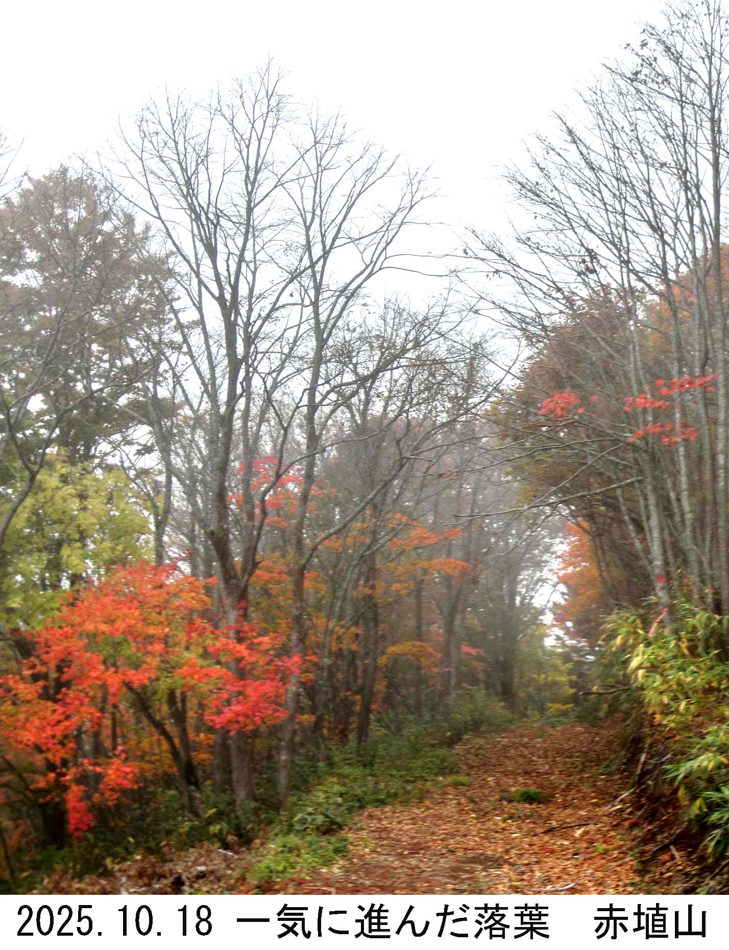 一気に進んだ落葉 赤埴山