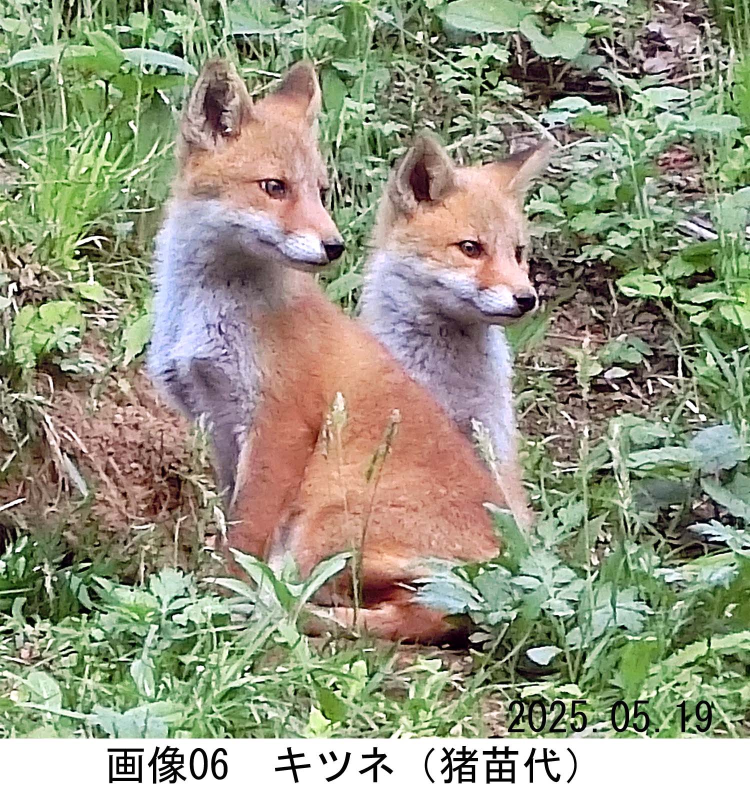 画像06
