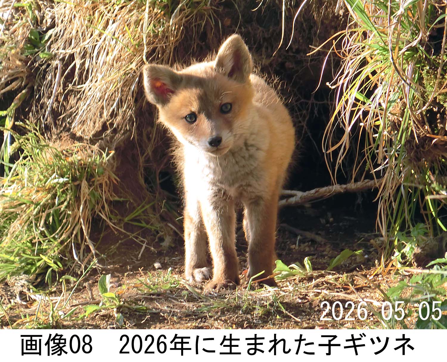 画像08