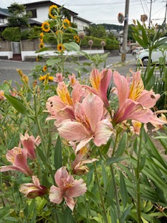 梅雨の合間の向日葵
