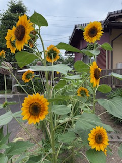 梅雨の合間の向日葵