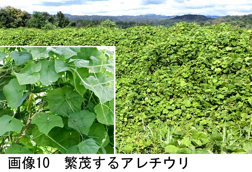 画像10