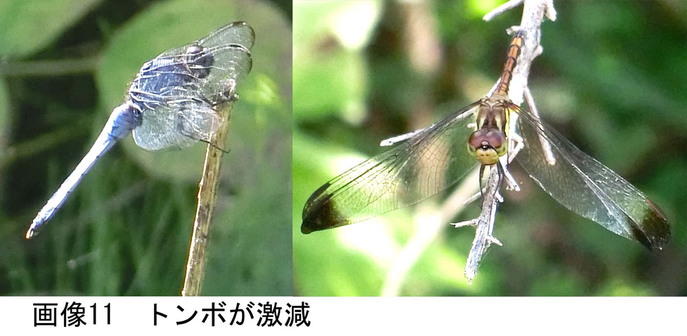 画像11