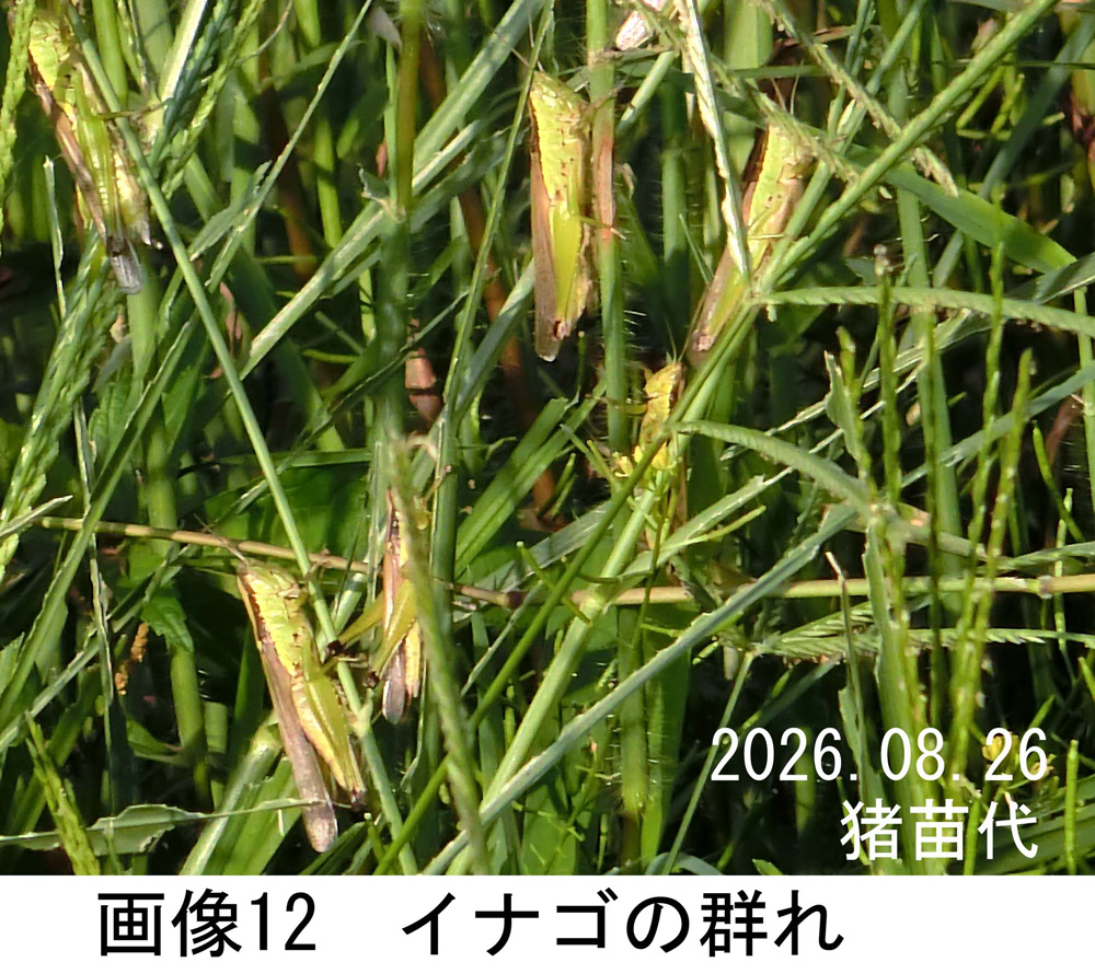 画像12