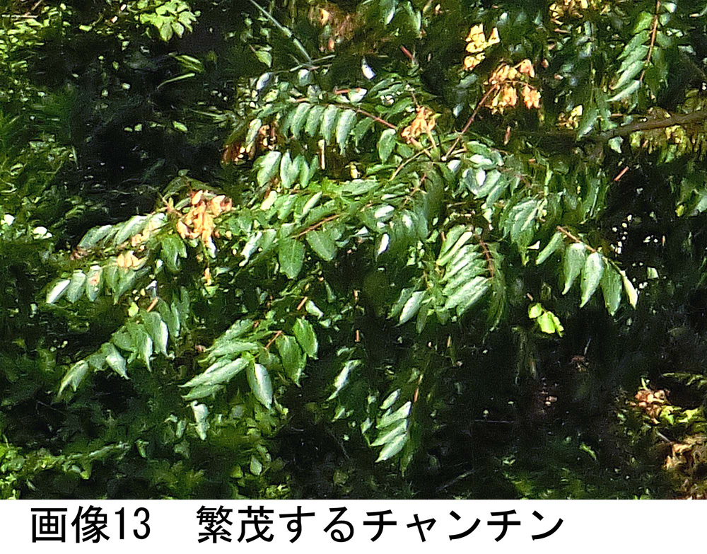 画像13