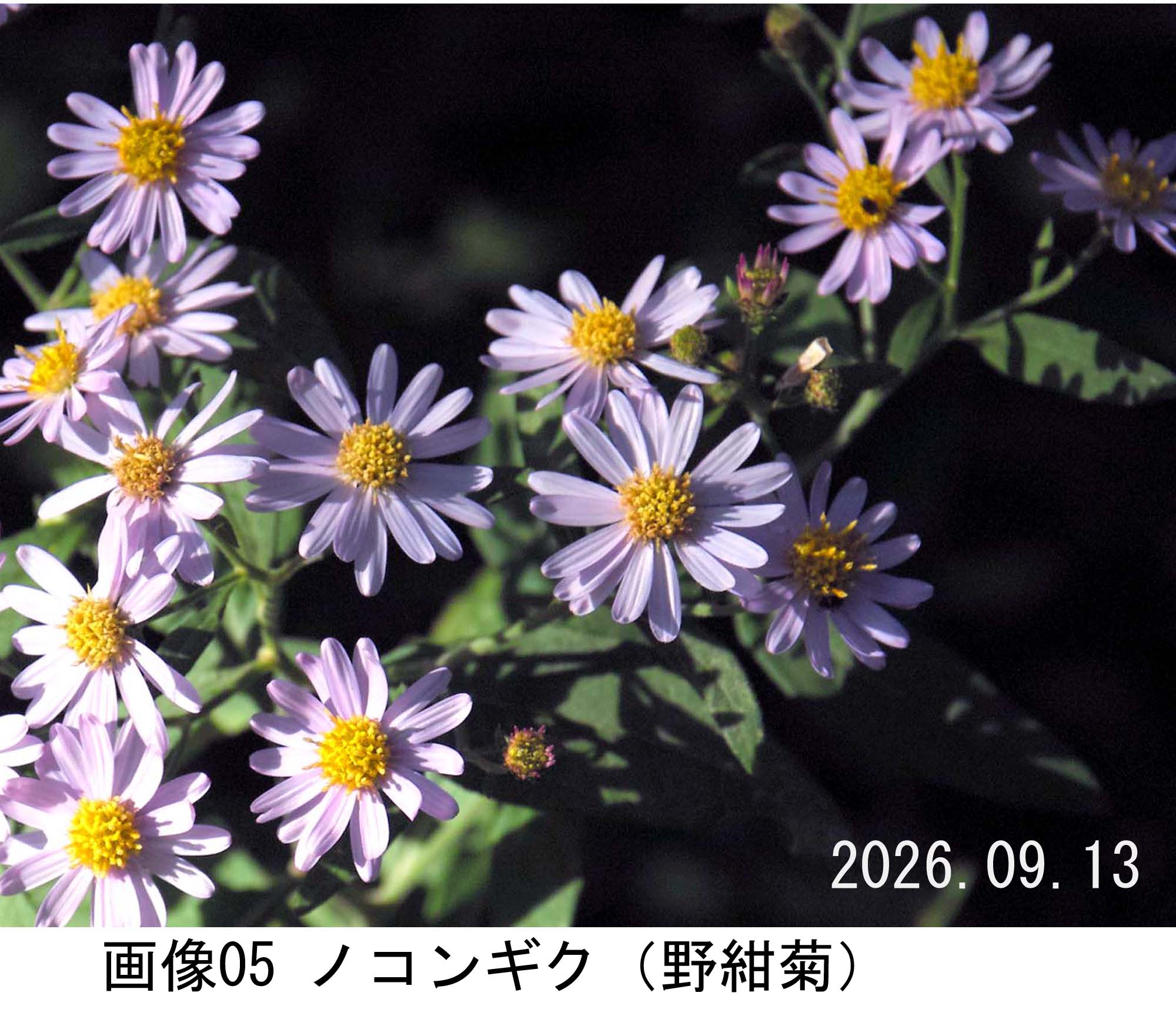 画像05