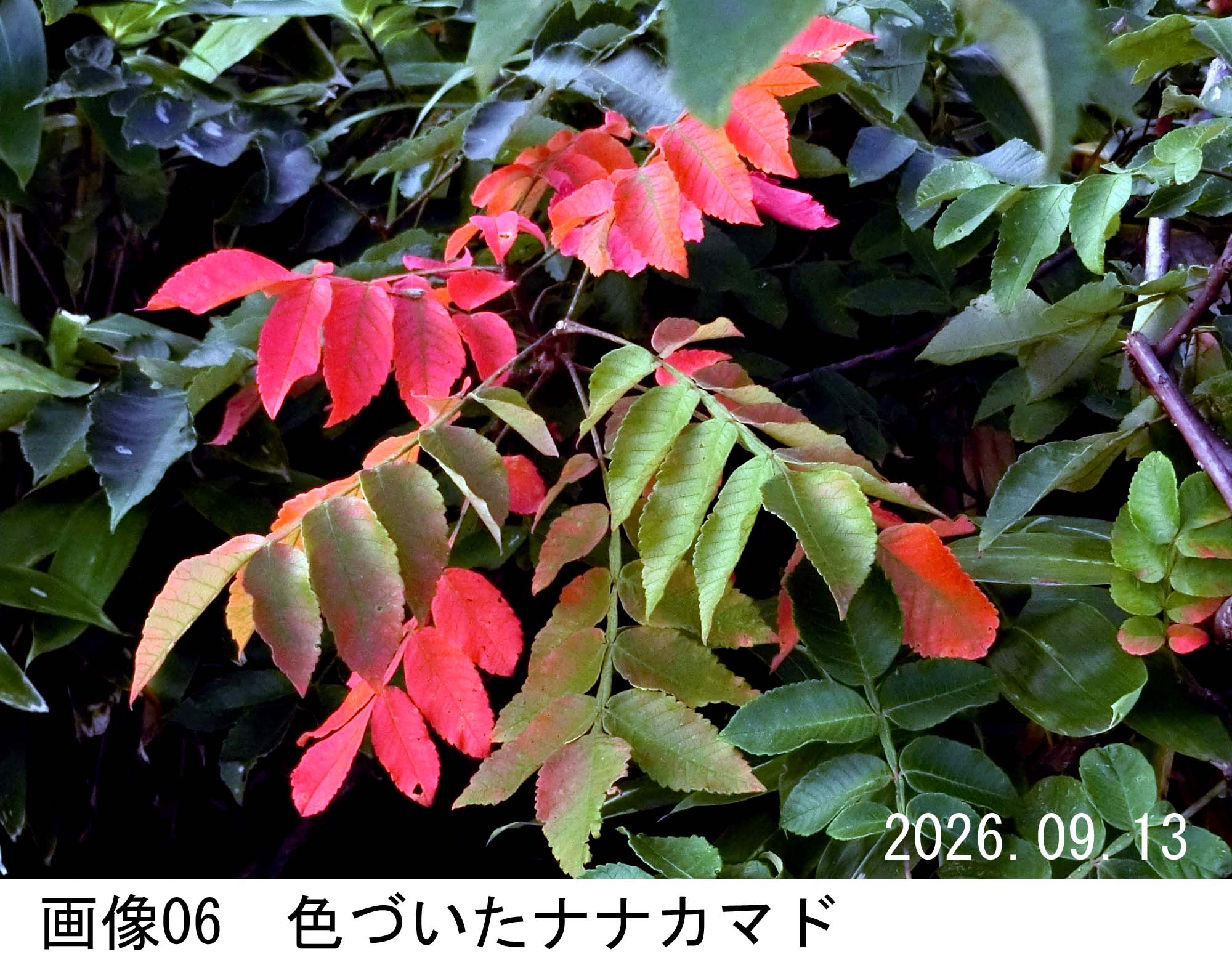 画像06