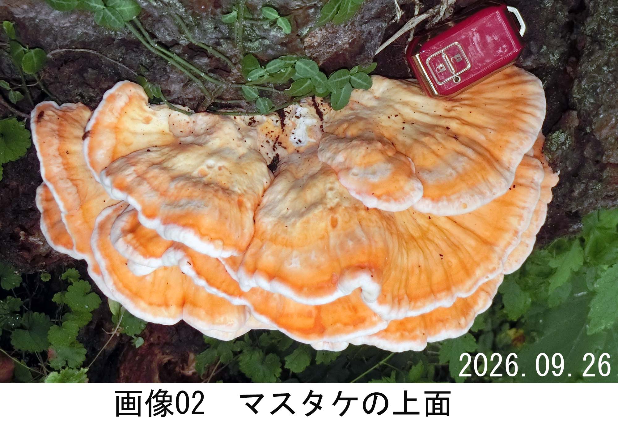 画像02