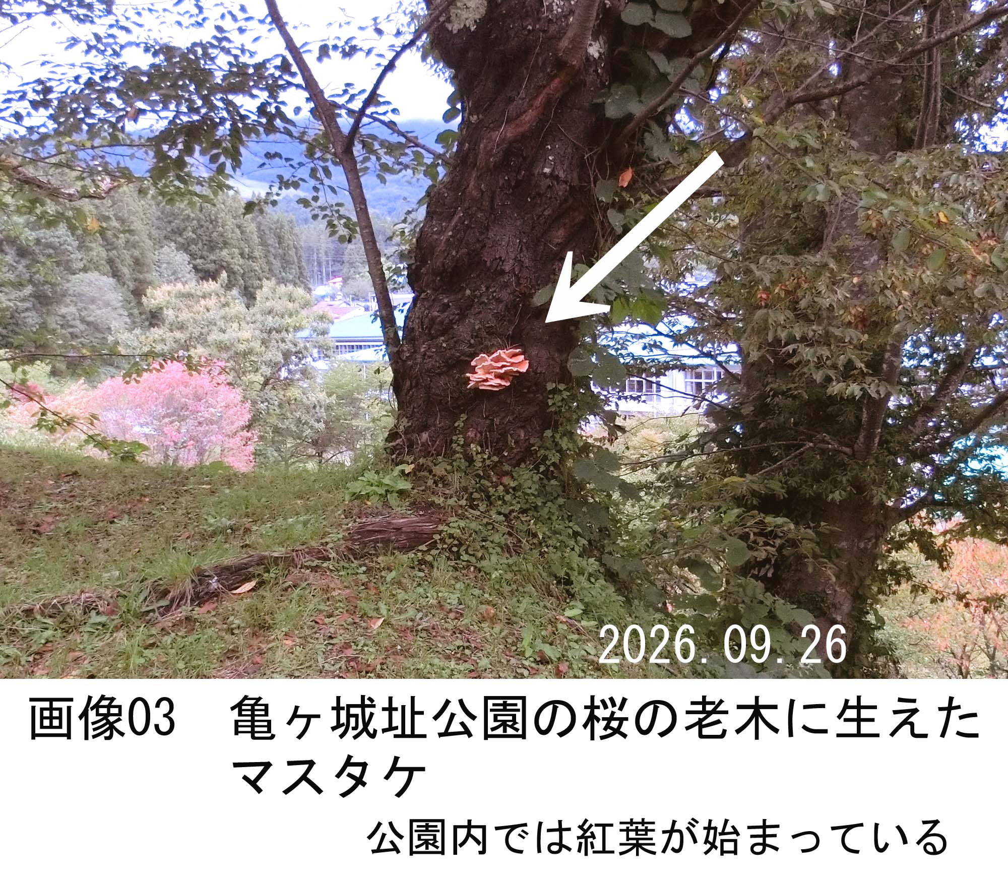 画像03