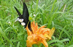 『脊振の自然に魅せられて』夏の花『ヤブカンゾウ』（薮萓草）ユリ科帰化植物