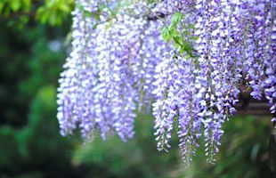 【GWおでかけ情報】九州山口の花の名所まとめ