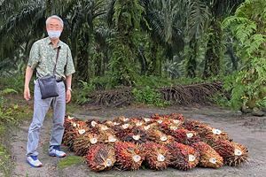 インドネシア・パーム油生産農園視察（ボルネオ直行ルポ）（7）一級商社・伊藤忠商事が本格的に稼働