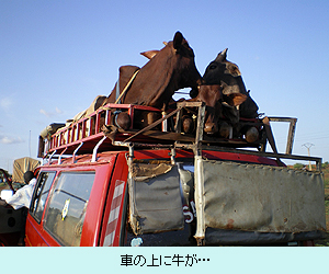 車の上に牛が…