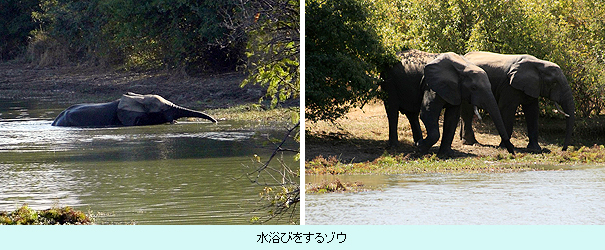 水浴びをするゾウ