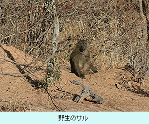 野生のサル