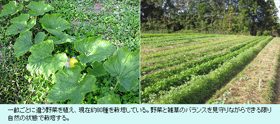 一畝ごとに違う野菜を植え、現在約80種を栽培している。野菜と雑草のバランスを見守りながらできる限り自然の状態で栽培する。