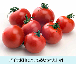 バイオ燃料によって栽培されたトマト