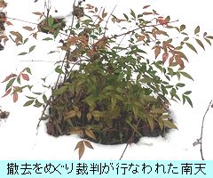 南天／秀望のツツジ