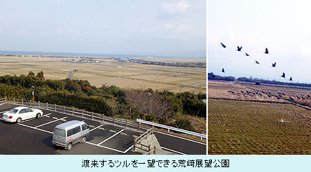 渡来するツルを一望できる荒崎展望公園.